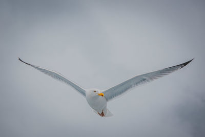 Low angle view of seagulls flying against cloudy sky