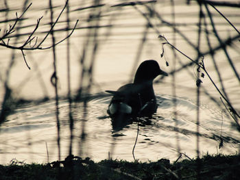 Bird on a lake