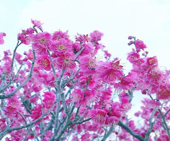 Close-up of pink cherry blossoms against sky