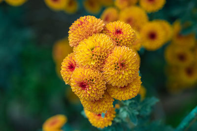 Close-up of yellow flowering plant
