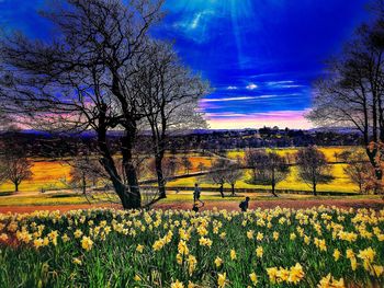 Fresh yellow flowers blooming in field