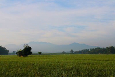 Scenic view of agricultural field against sky