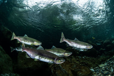 Pink salmon's run in rausu, hokkaido , japan