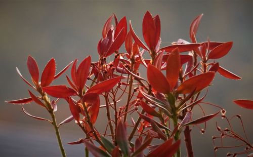 Close-up of red flowering plant