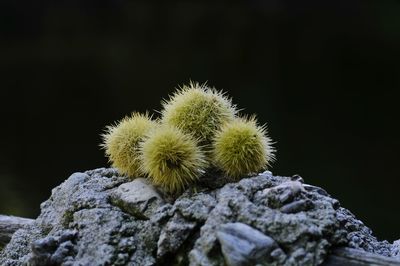 Close-up of cactus growing on rock