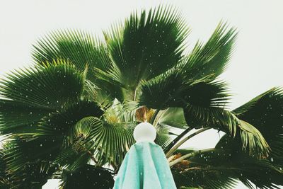 Low angle view of palm trees