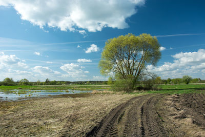 Tractor tire tracks in the field, tall tree and white clouds on blue sky - sunny spring day
