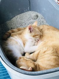 High angle view of cat sleeping