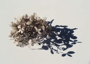 Close-up of dried plant against white background