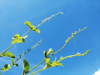 Low angle view of plant against blue sky