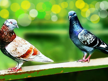 Close-up of bird perching on leaf