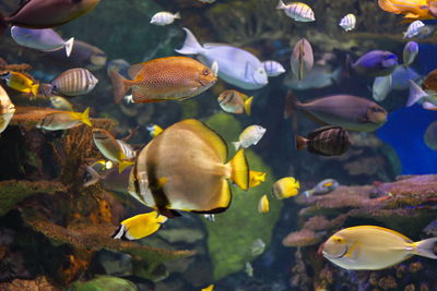 Colourful fish in aquarium