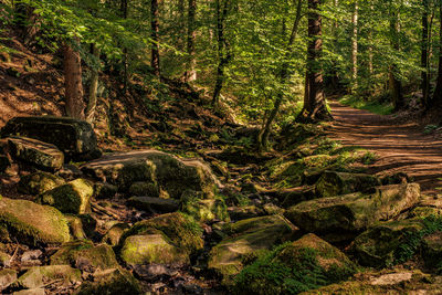 Trees in forest