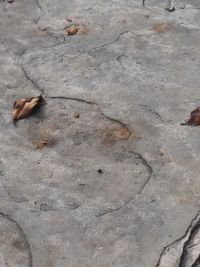 High angle view of dry leaves on ground