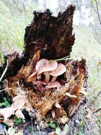 Close-up of mushroom on tree trunk