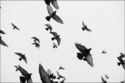 Low angle view of birds flying against clear sky