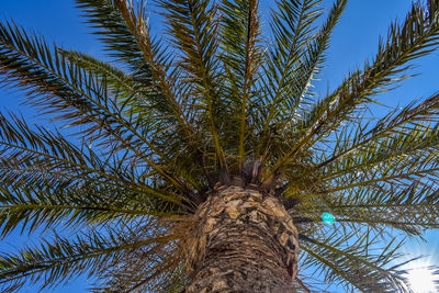 Low angle view of palm tree against sky