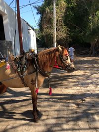 Horse cart on tree against sky