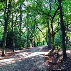 Road amidst trees in forest
