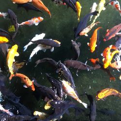 High angle view of koi carps swimming in water