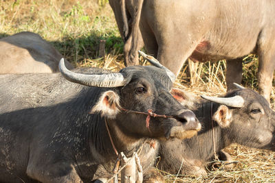 Buffalo on flied