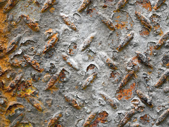 Full frame shot of tree trunk