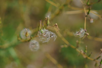 Close-up of insect on plant