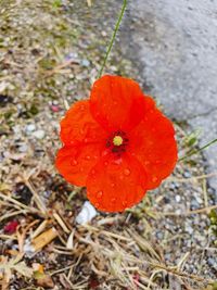 Close-up of red poppy flower on field