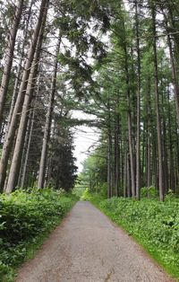 Dirt road amidst trees in forest