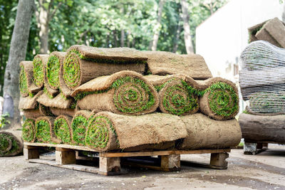 Stack of logs in garden