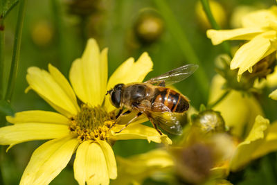 Closeup of a bee, or honeybee, apis mellifera collecting pollen from a yellow garden fllower.