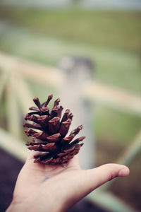 Close-up of hand holding pine cone