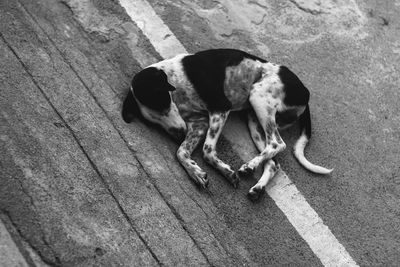 High angle view of dog relaxing outdoors