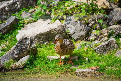 Close-up of bird on rock