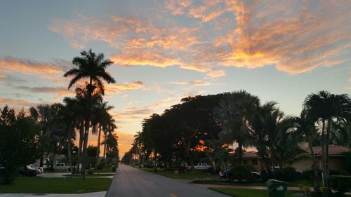 Palm trees at sunset