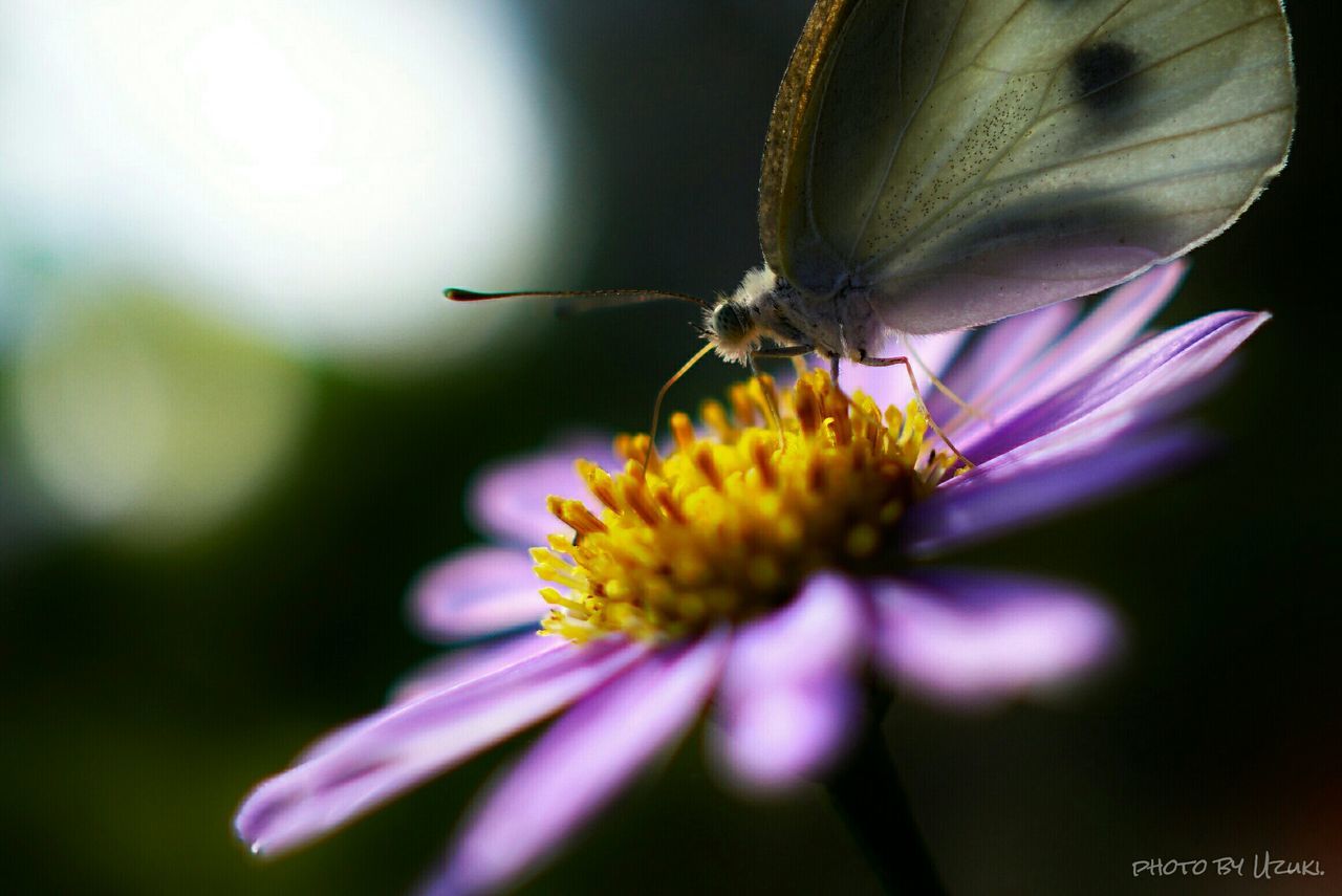 CLOSE-UP OF HONEY BEE POLLINATING ON WHITE FLOWER