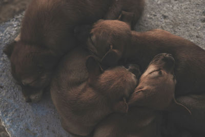 High angle view of puppy sleeping