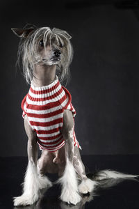 Dog in pet clothing against black background