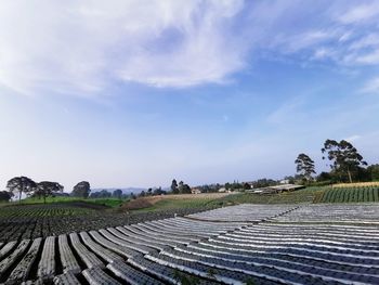 Scenic view of agricultural field against sky