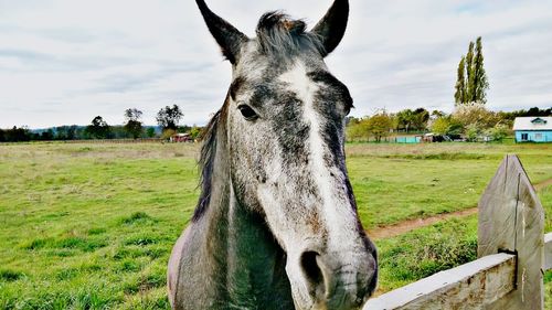 Close-up of horse on field