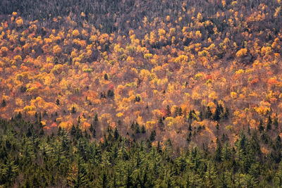 Full frame shot of pine trees in forest during autumn