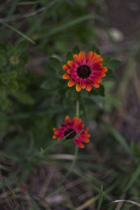 Close-up of orange flowering plant