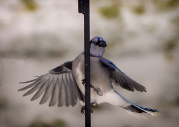 Close-up of bird flying