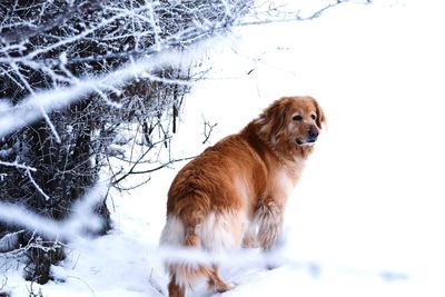 Dog on snow