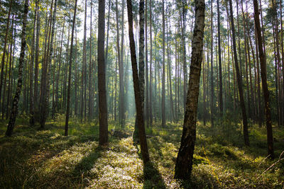 Pine trees in forest