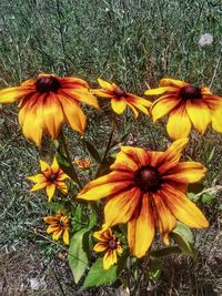 High angle view of yellow flowering plant on field