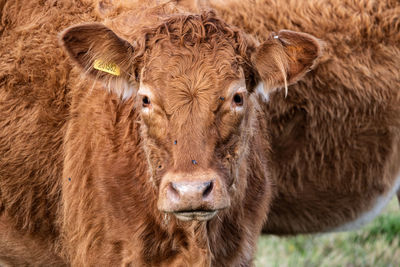 Close up of cow