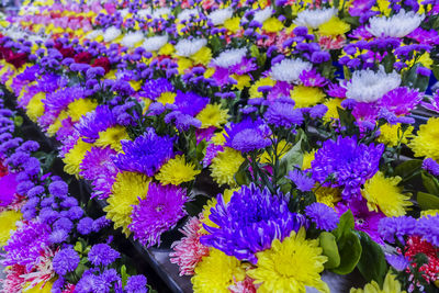 Close-up of purple flowering plants