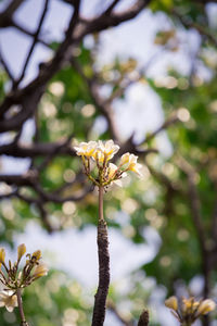 Close-up of white flowering plant