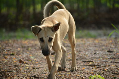 Portrait of dog standing on field
